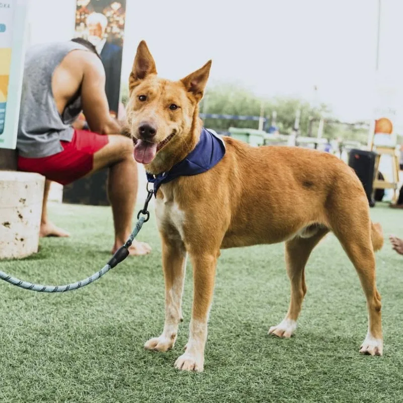A young medium-sized male Red / Chestnut / Orange Australian Cattle Dog / Blue Heeler dog named Taz for adoption in Southport, CT