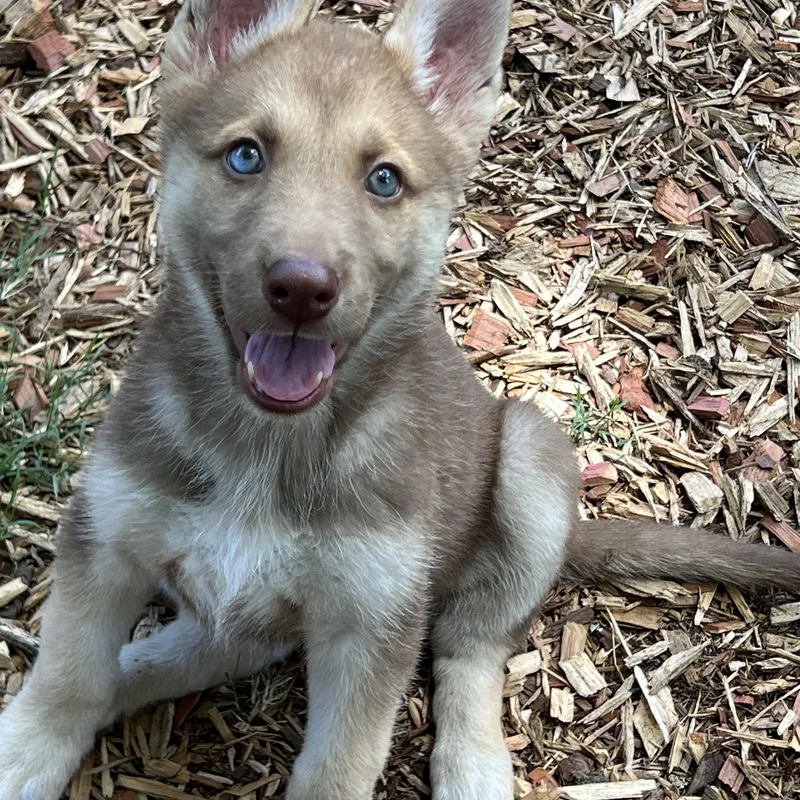 A baby medium-sized female Brown / Chocolate German Shepherd Dog dog named Mellow for adoption in Mt Pleasant, SC