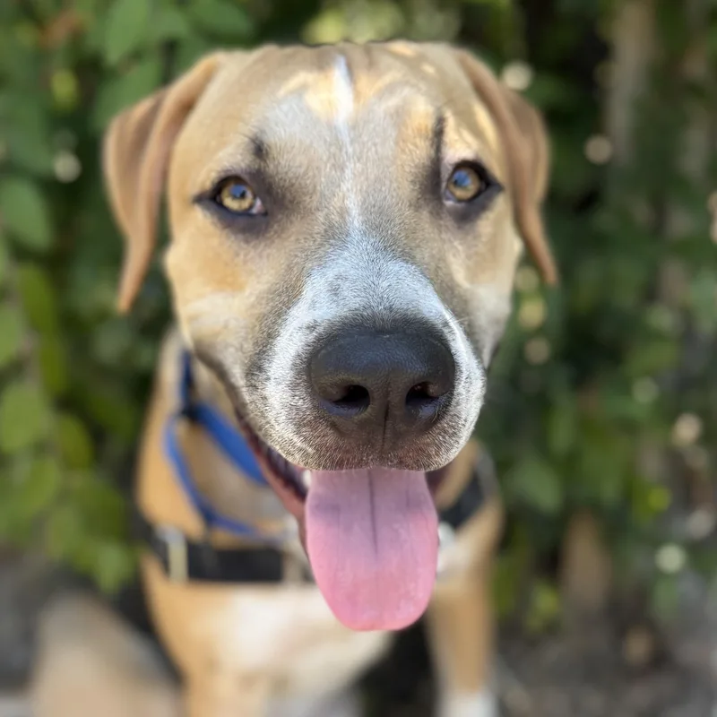 Max