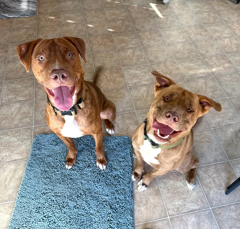 A young large-sized male Brindle Terrier dog named Bourbon for adoption in Corpus Christi, TX
