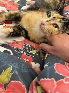 An adult medium-sized female Calico Domestic Short Hair cat named Peaches for adoption in Marietta, GA