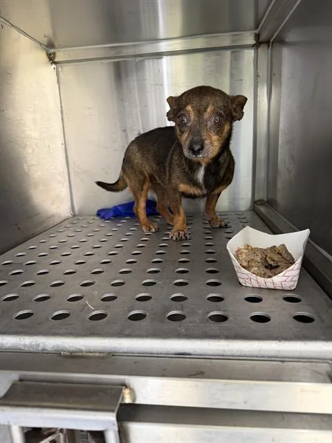 An adult small-sized female Mixed Breed dog named Coco for adoption in Dallas, TX
