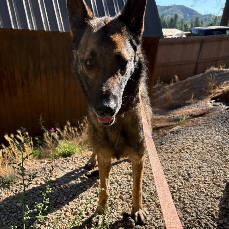 An adult large-sized female Brindle Belgian Shepherd / Malinois dog named Daisy for adoption in Lakehead, CA