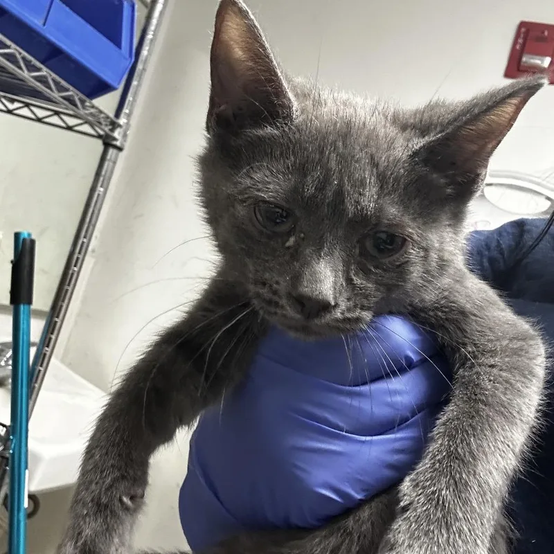 A baby small-sized female Gray / Blue / Silver Domestic Short Hair cat named Huckleberry for adoption in Philadelphia, PA