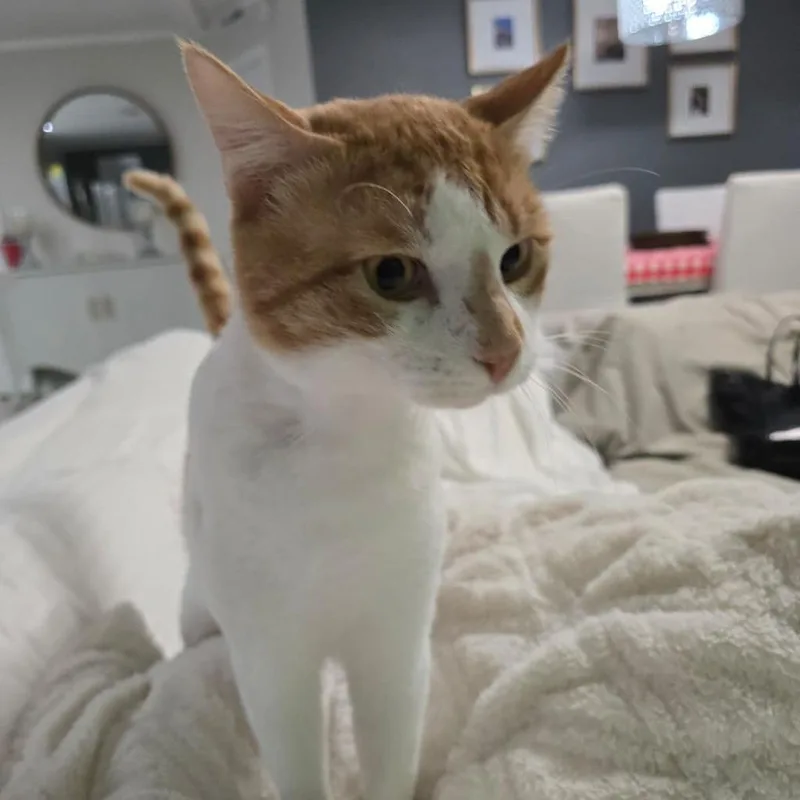 A young large-sized male Orange / Red Domestic Short Hair cat named Jake for adoption in Boston, MA