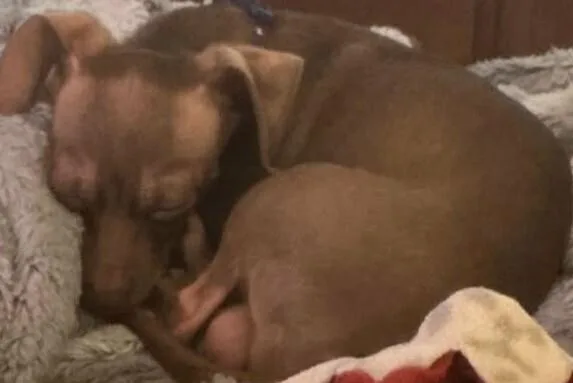 An adult small-sized male Brown / Chocolate Chihuahua dog named Rocky Chi for adoption in Mission Viejo, CA