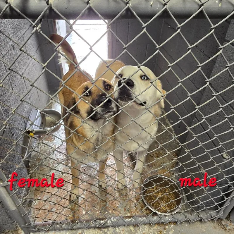 A young medium-sized male White / Cream Great Pyrenees dog named Buddy for adoption in Austin, TX