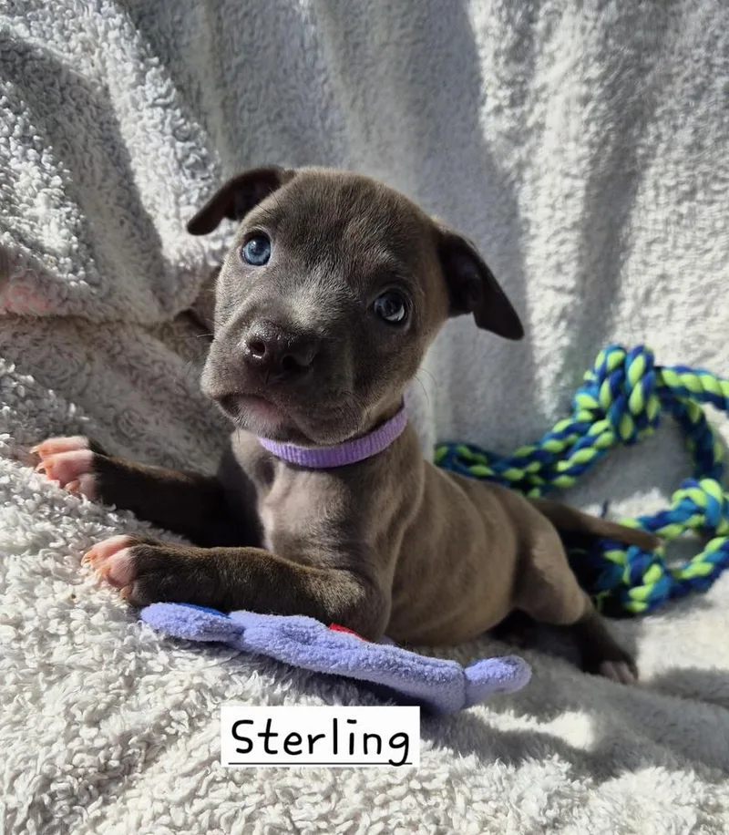 A baby large-sized female Gray / Blue / Silver Mixed Breed dog named Sterling for adoption in Lansing, MI