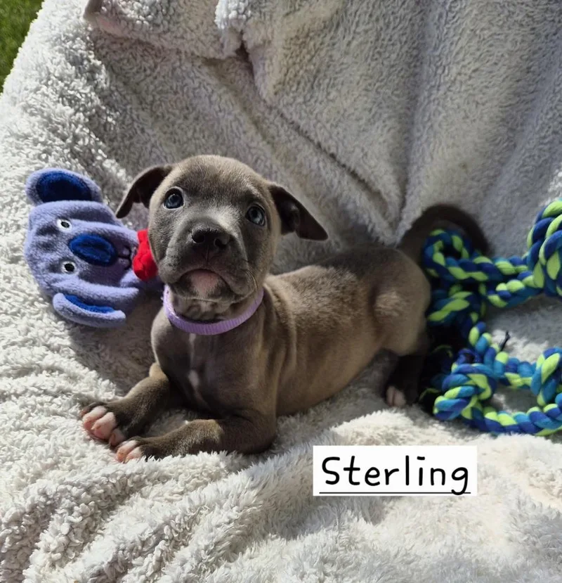 Sterling thumbnail 2
