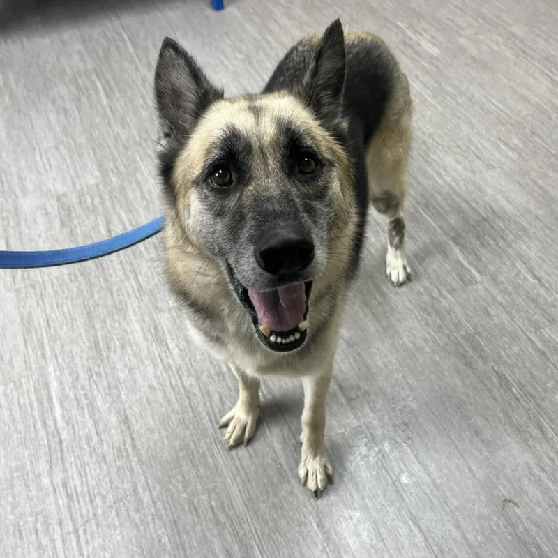 An adult large-sized male German Shepherd Dog dog named Pet Rock for adoption in State College, PA