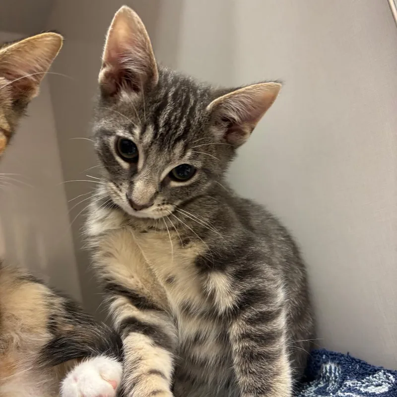 A baby small-sized male Gray / Blue / Silver Domestic Short Hair cat named Nils for adoption in Redwood City, CA