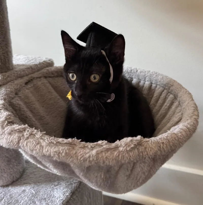 A baby medium-sized female Domestic Short Hair cat named Dorothee for adoption in Raleigh, NC