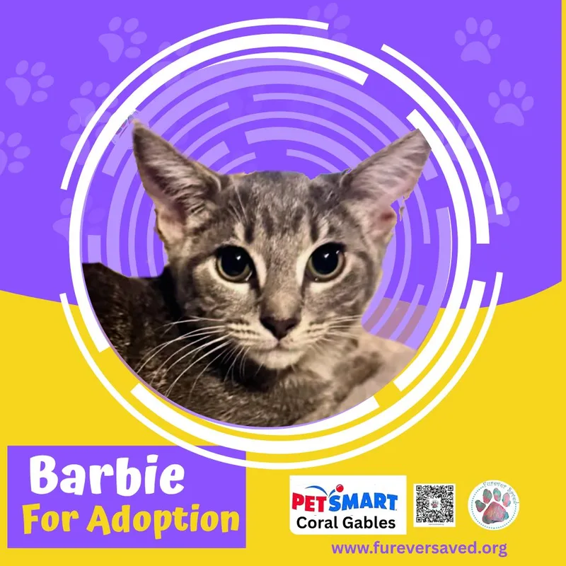 A baby small-sized female Gray / Blue / Silver Domestic Short Hair cat named Barbie for adoption in Miami, FL