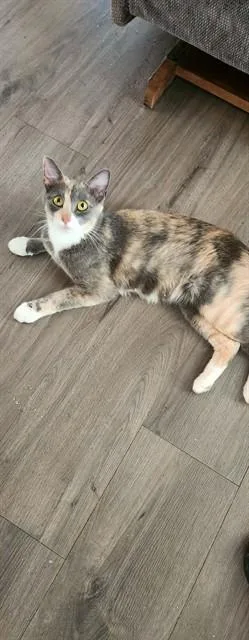 A young small-sized female Domestic Short Hair cat named Pastel for adoption in Lees Summit, MO