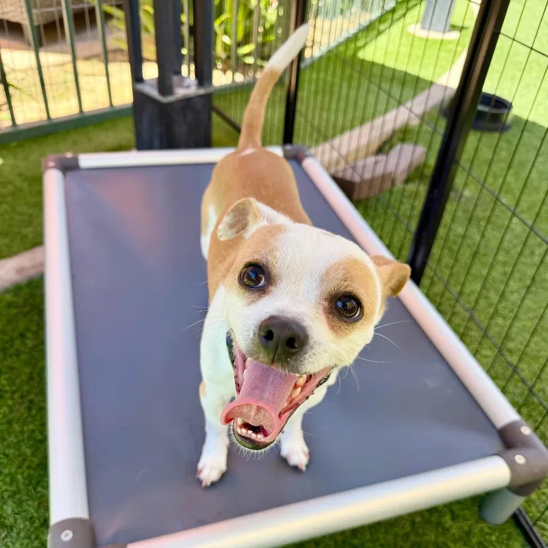 A young small-sized male Yellow / Tan / Blond / Fawn Chihuahua dog named Sherlock for adoption in Agoura Hills, CA
