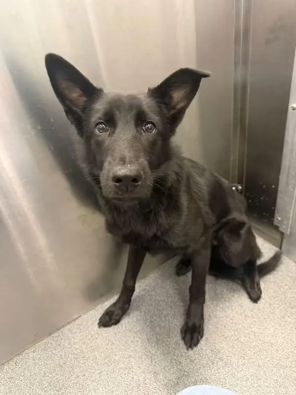 A baby large-sized male Black German Shepherd Dog dog named Jacob for adoption in New Rochelle, NY