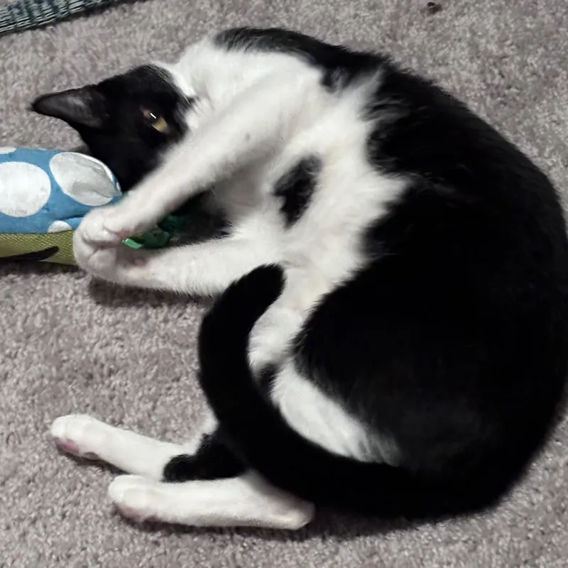 Molly thumbnail 4