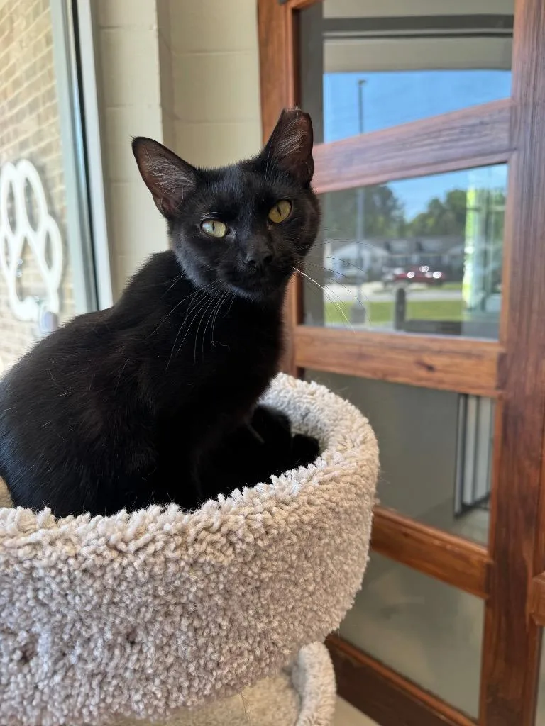 A baby small-sized female Domestic Short Hair cat named Stevie for adoption in Dalton, GA