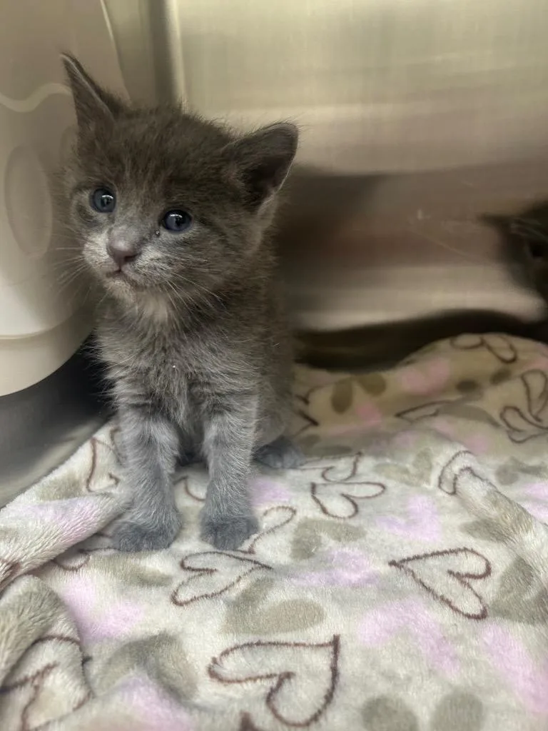 A baby medium-sized male Domestic Short Hair cat named Jagger for adoption in Seven Points, TX