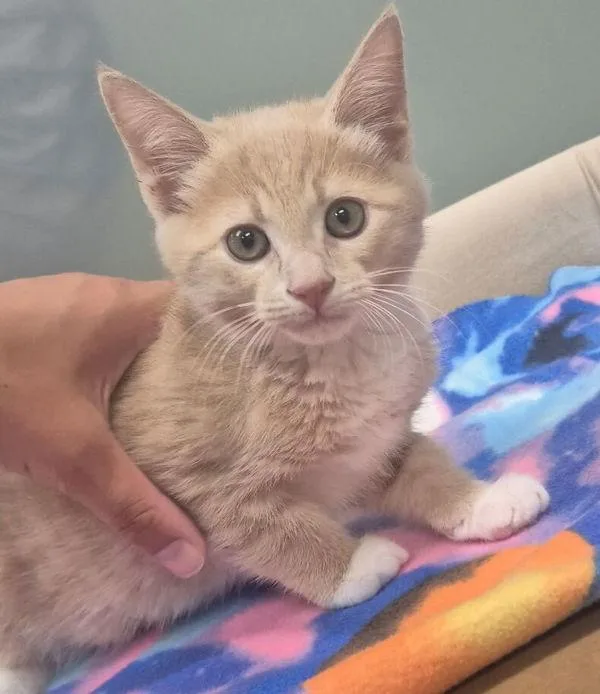 A baby small-sized male Domestic Short Hair cat named Flan for adoption in Stratham, NH