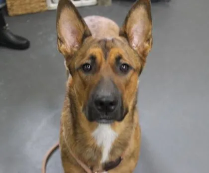 A young large-sized male German Shepherd Dog dog named Scott for adoption in Picayune, MS