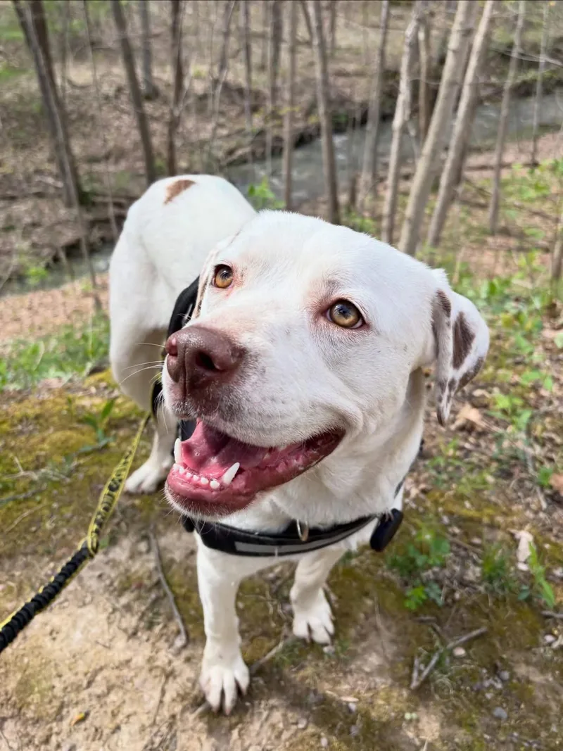 A young medium-sized female Mixed Breed dog named Dottie for adoption in Powell, OH