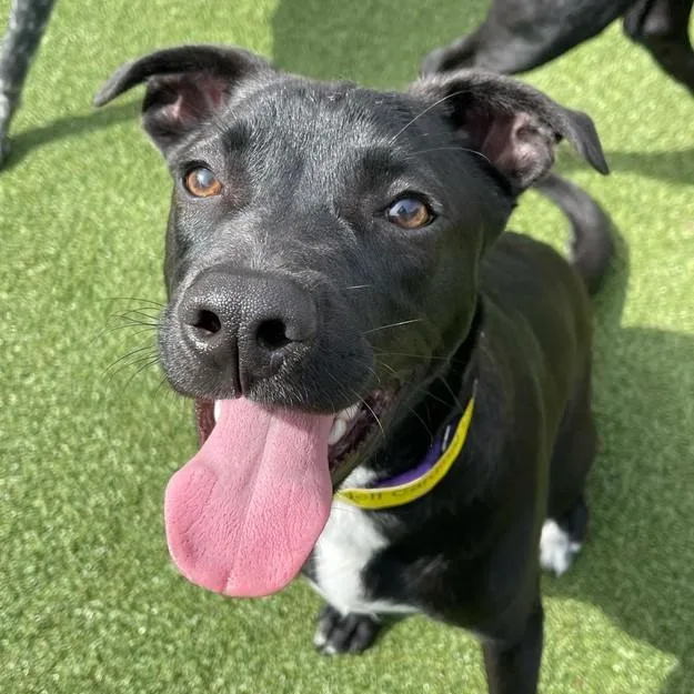 An adult medium-sized male Labrador Retriever dog named Jeff for adoption in Roswell, GA