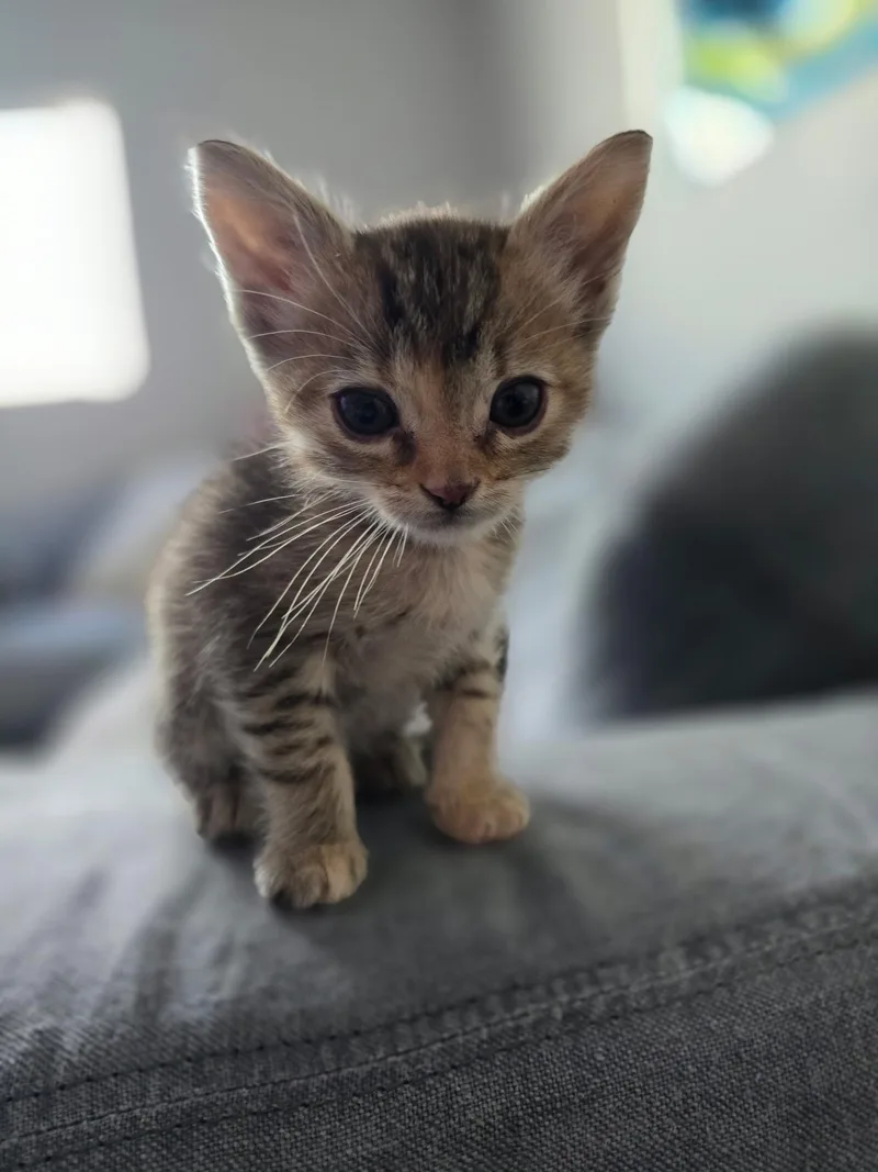 A baby small-sized female Domestic Short Hair cat named Sienna for adoption in Long Beach, CA