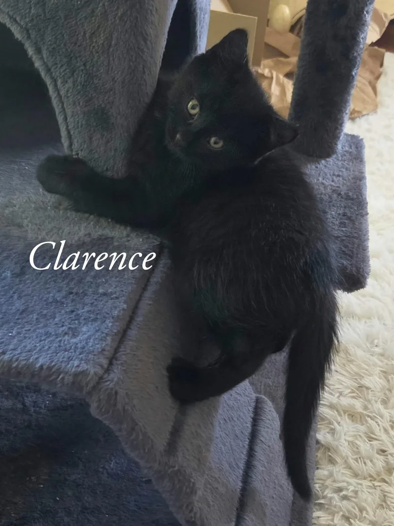 A baby small-sized male Black Domestic Long Hair cat named Clarence for adoption in Bloomsdale, MO