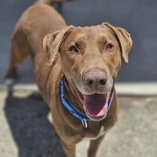 A senior large-sized male Brown / Chocolate Chocolate Labrador Retriever dog named Charlie Brown for adoption in Bridgeport, CA