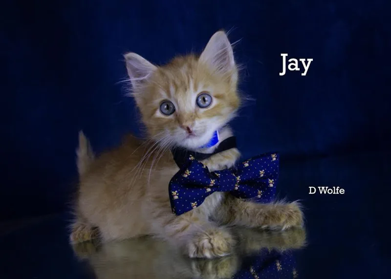 A baby medium-sized male Orange & White Domestic Medium Hair cat named Jay for adoption in York, NE