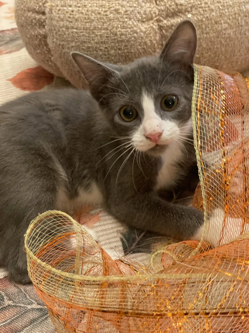 A baby medium-sized male Domestic Short Hair cat named Roll for adoption in Wesley Chapel, FL