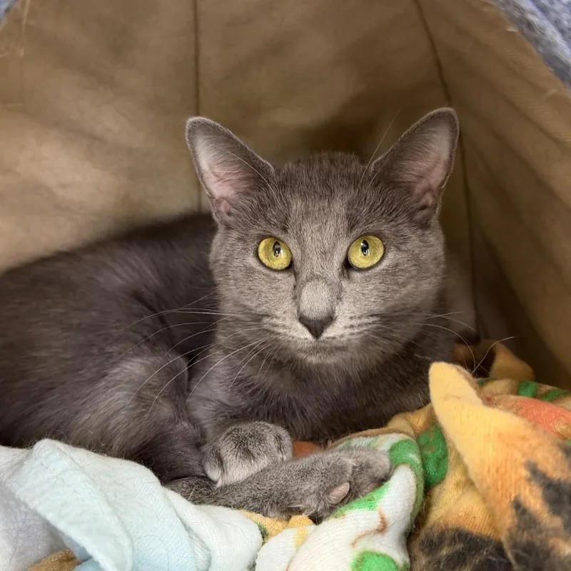 A baby small-sized female Domestic Short Hair cat named Sable for adoption in State College, PA
