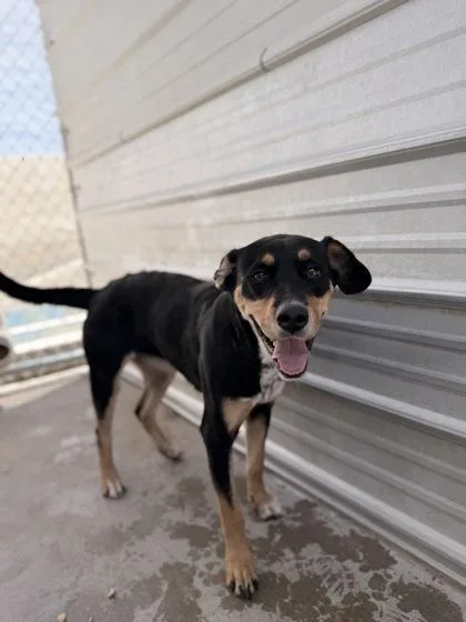 An adult large-sized female Shepherd dog named Jennie for adoption in El Paso, TX