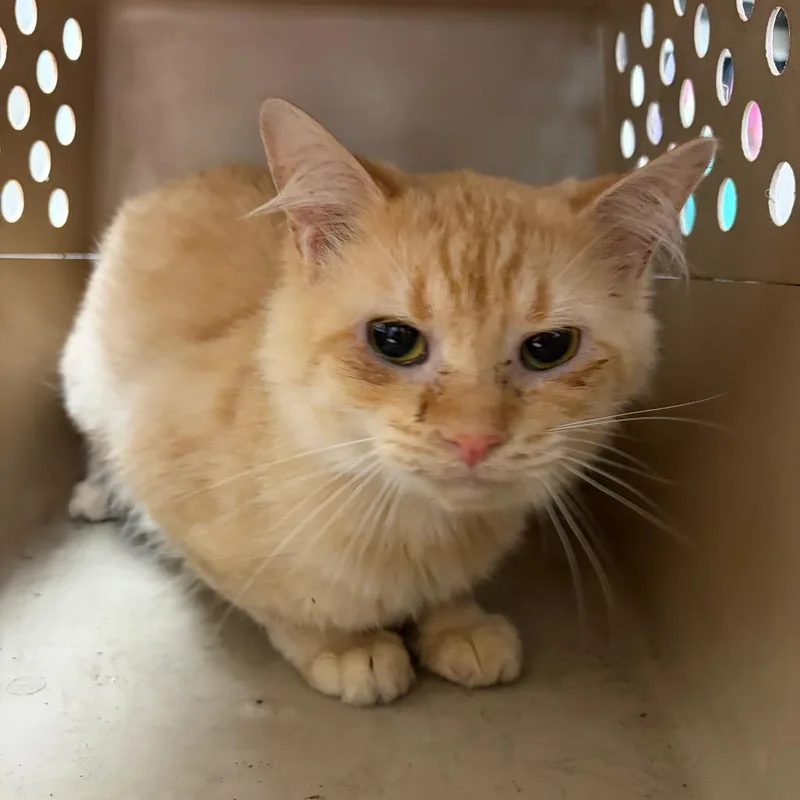 A young medium-sized male Domestic Short Hair cat named Oliver for adoption in Red House, WV
