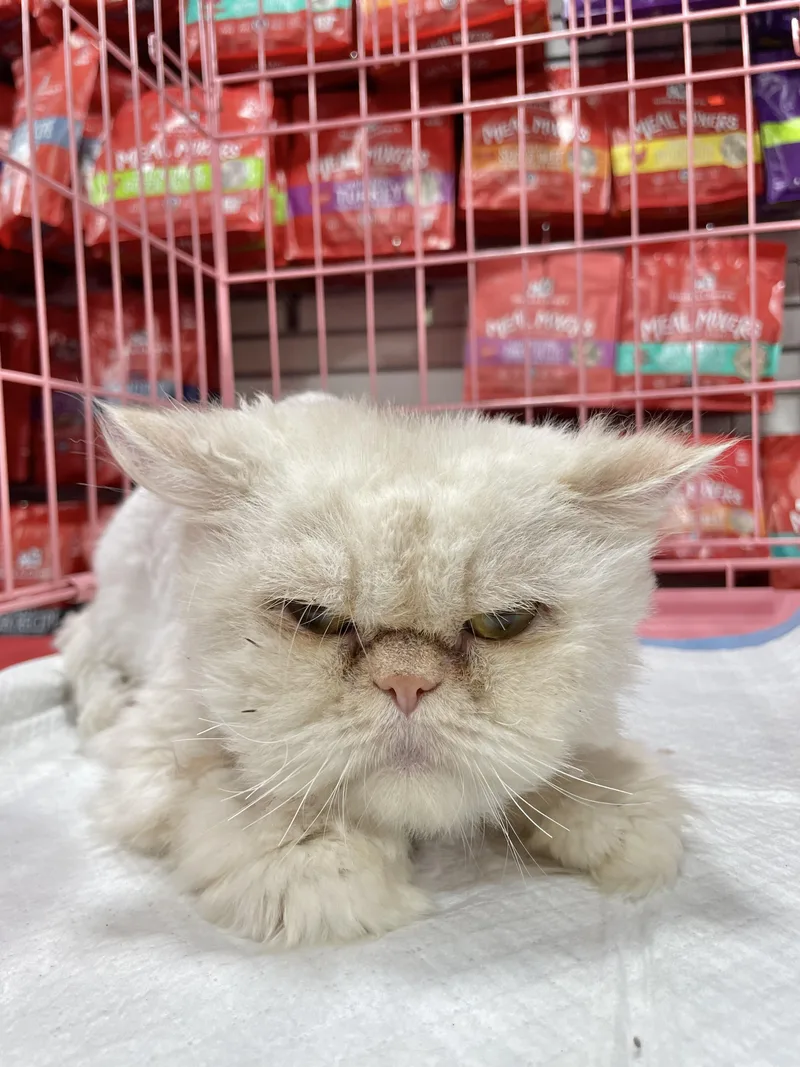 Fluffudin thumbnail 2