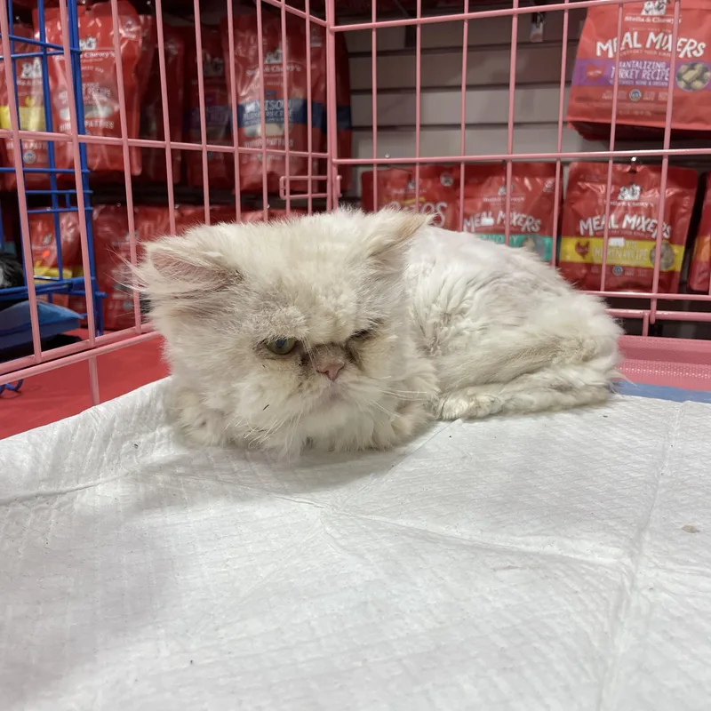 A young medium-sized male Persian cat named Fluffudin for adoption in Bayside, NY