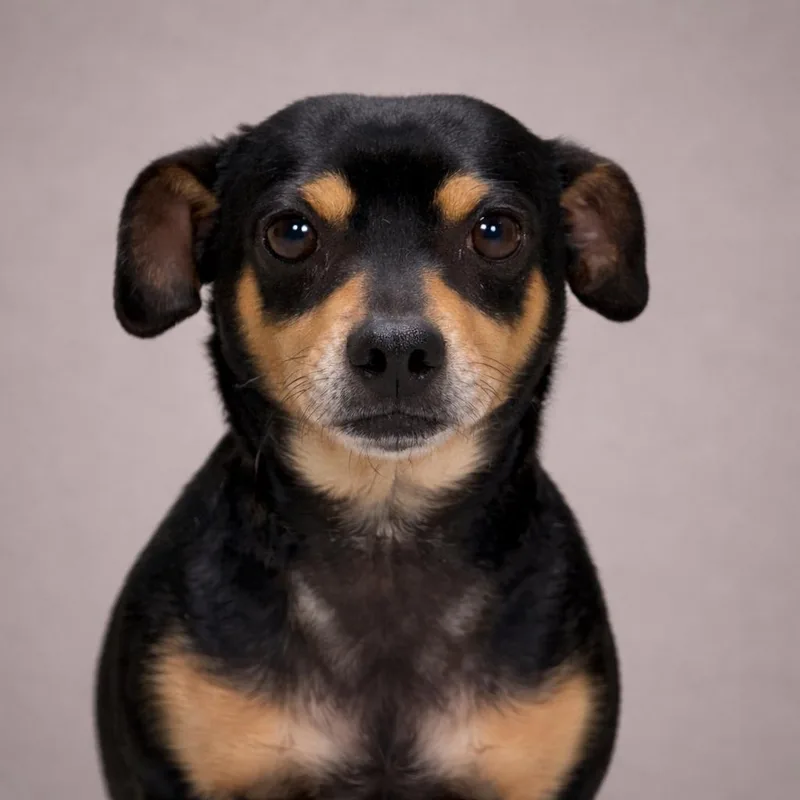 A young small-sized male Black Chihuahua dog named Mino  Tiny Friendly for adoption in Hondo, TX