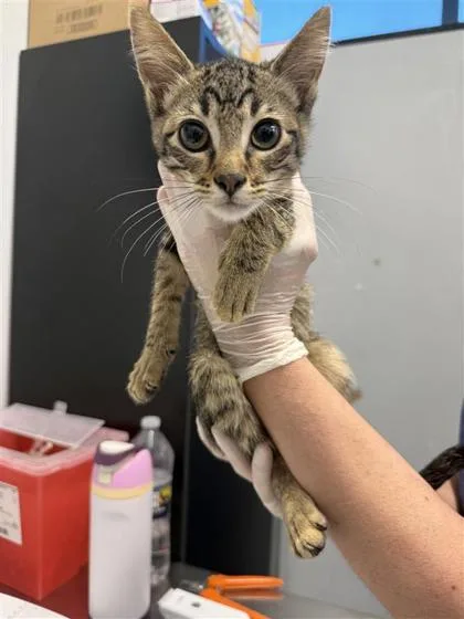 A baby medium-sized male Domestic Short Hair cat named Benny for adoption in West Chester, PA
