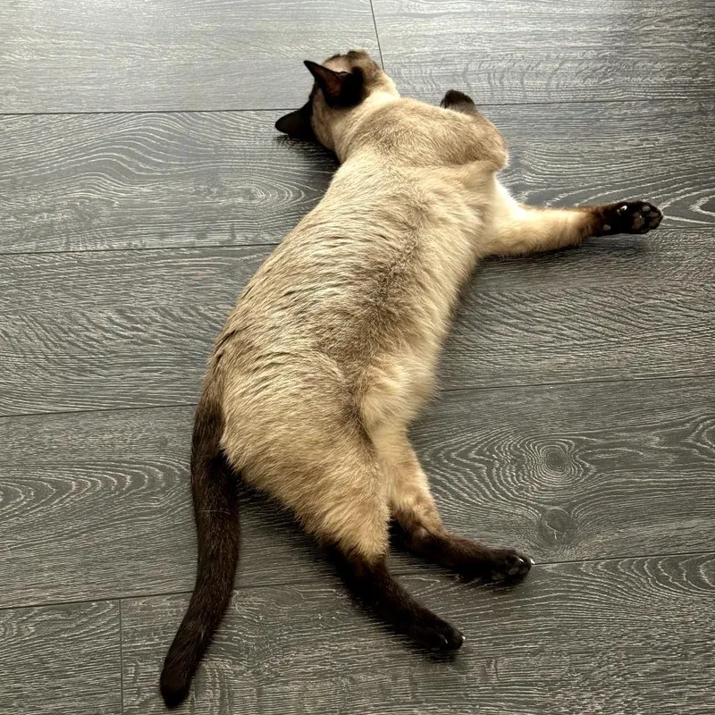 A senior medium-sized male Seal Point Siamese cat named Momo for adoption in Long Beach, CA