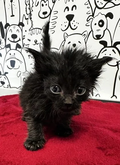 A young small-sized male Domestic Short Hair cat named B Oscar for adoption in North Charleston, SC