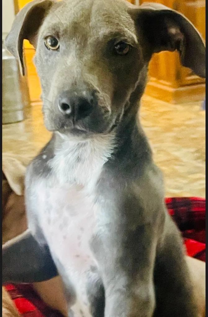 Goose