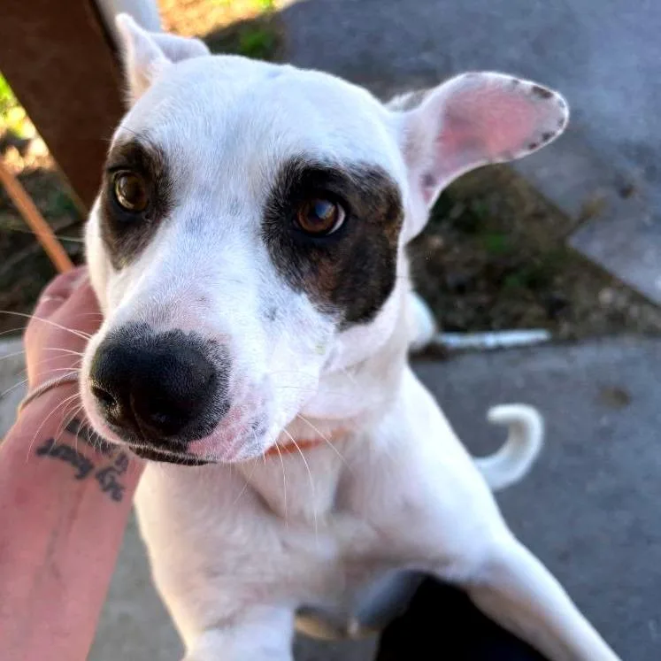 Truffles thumbnail 2