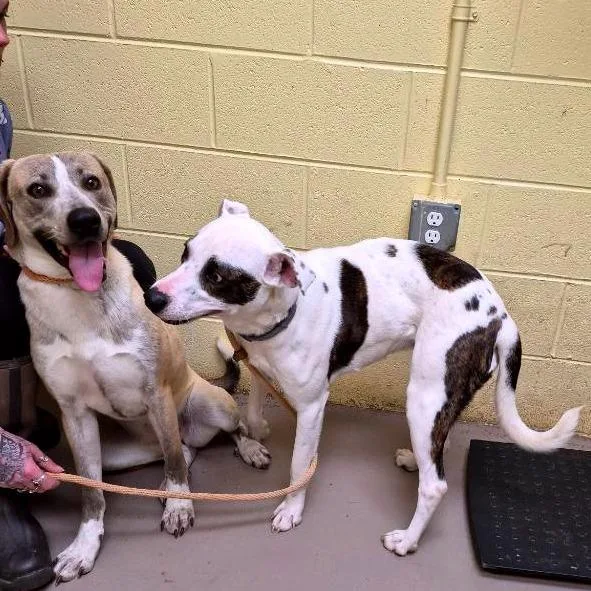 Truffles thumbnail 3