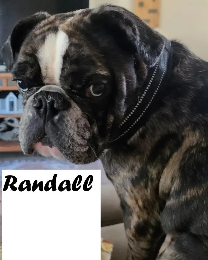 A young medium-sized male French Bulldog dog named Randall for adoption in Owatonna, MN