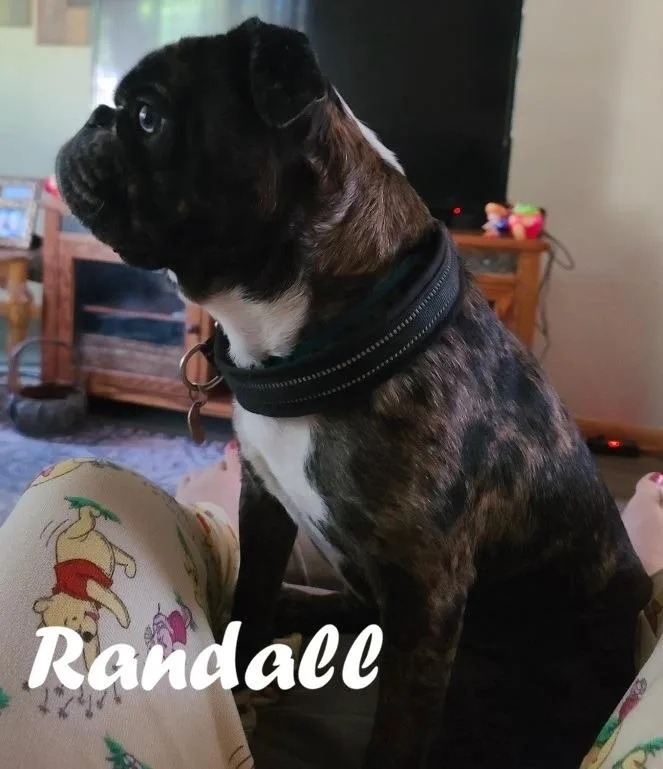 Randall thumbnail 4
