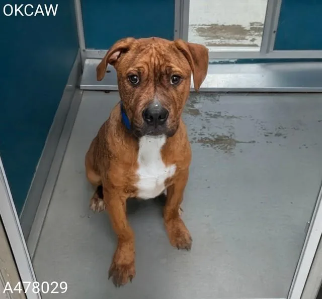 A baby small-sized male Staffordshire Bull Terrier dog named Augie for adoption in Oklahoma City, OK