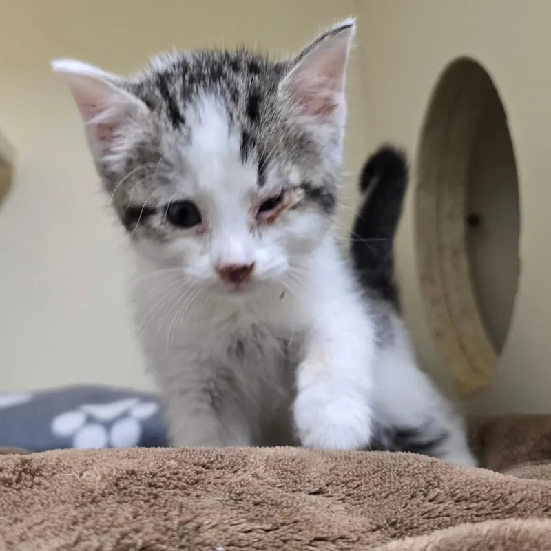 A baby small-sized female Domestic Short Hair cat named Mishka for adoption in Las Cruces, NM