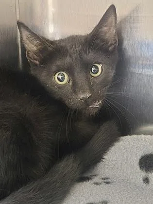 A baby small-sized male Domestic Short Hair cat named Buck for adoption in Houston, TX