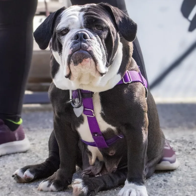 An adult medium-sized female Black American Bulldog dog named Elizabeth Taylor for adoption in Los Angeles, CA